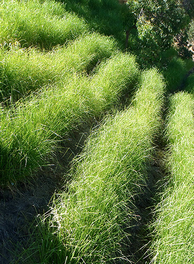 Veviter grass supplier