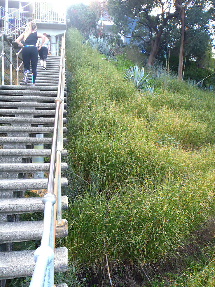 Vetiver supply and install